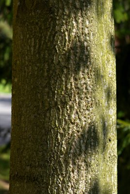 Liriodendron tulipifera 'Aureomarginatum' - liliovník tulipánokvětý - kůra